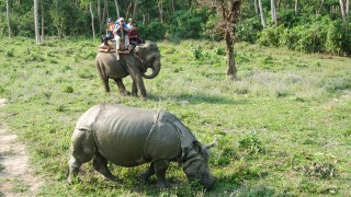 Nepal Chitwan Jungle Wildlife Tour